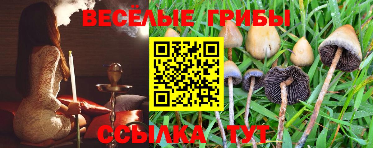 Галлюциногенные грибы Psilocybine cubensis Кандалакша